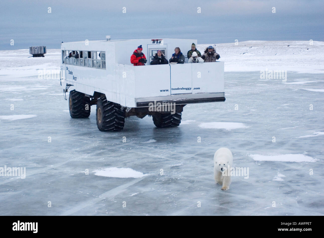 Tundra Buggy with polar bear (Ursus maritimus), Churchill, Manitoba, Canada Stock Photo