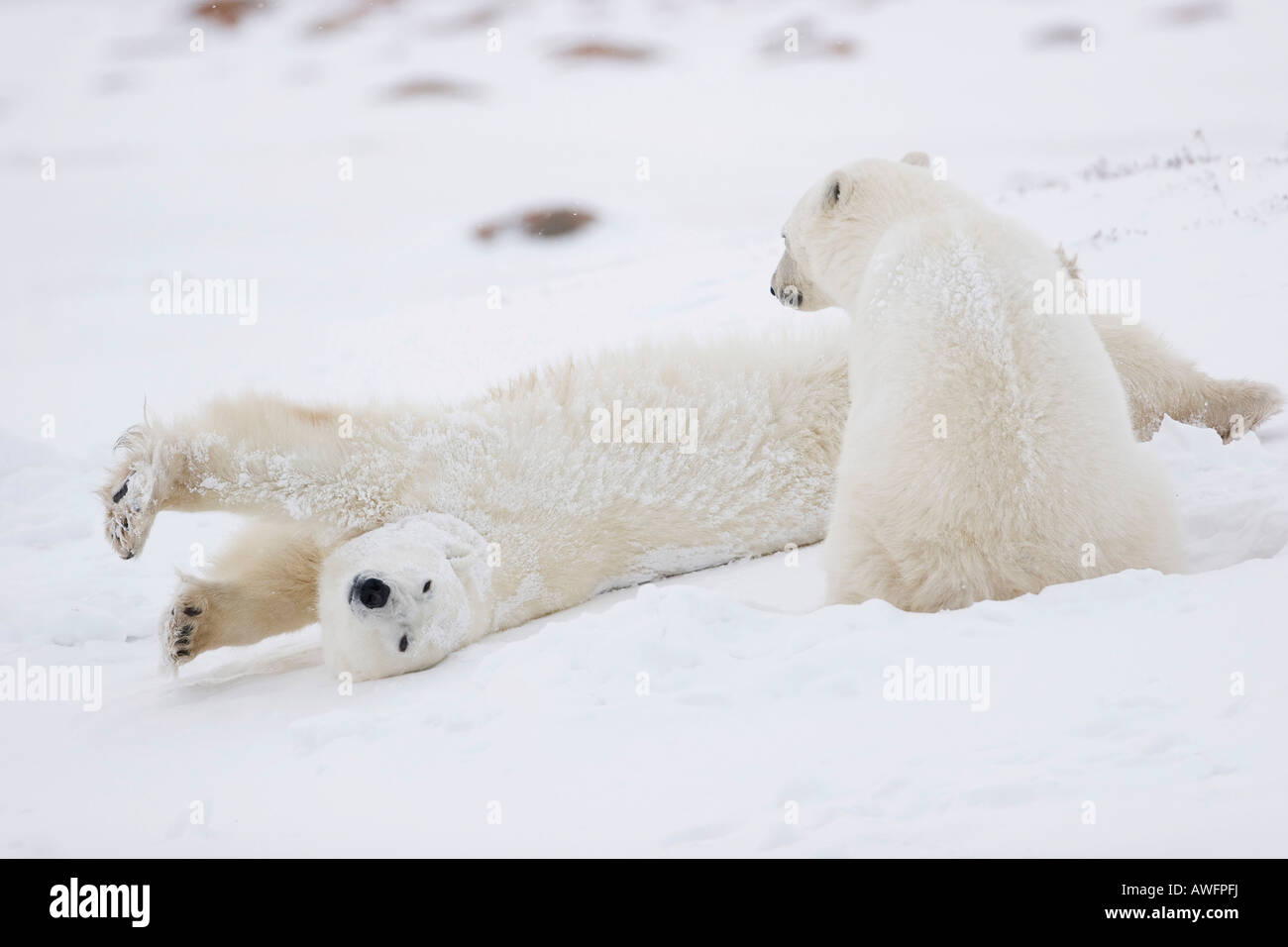 Two Polar Bears (Ursus maritimus), one them stretching, Churchill, Manitoba, Canada Stock Photo