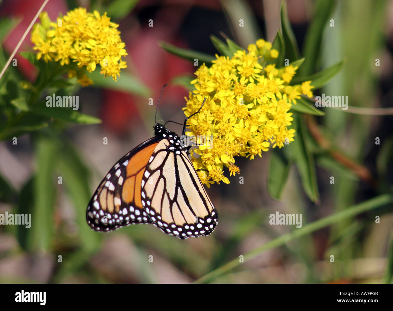 Monarch Butterfly on Seaside Goldenrod at Sandy Hook NJ USA Stock Photo