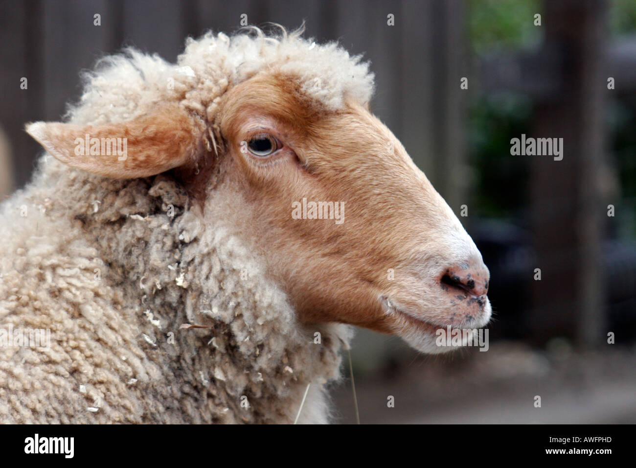 Tunis Sheep Stock Photo