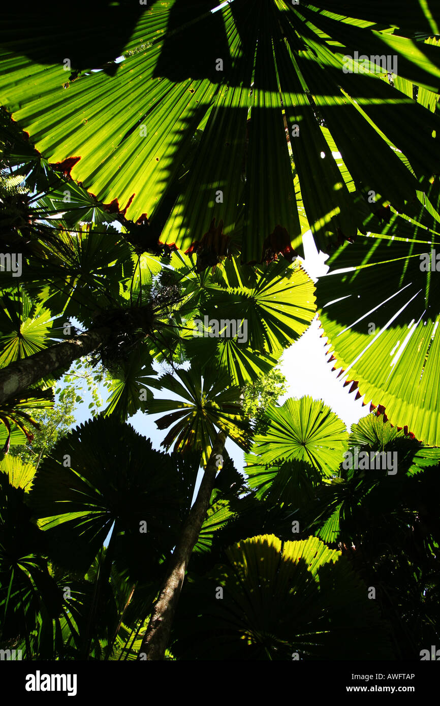 Licuala palms Stock Photo