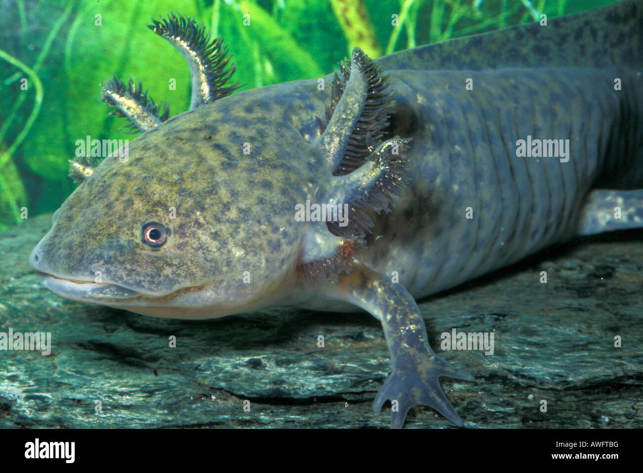 Eastern Tiger Salamander. Ambystoma tigrinum, larva Stock Photo - Alamy