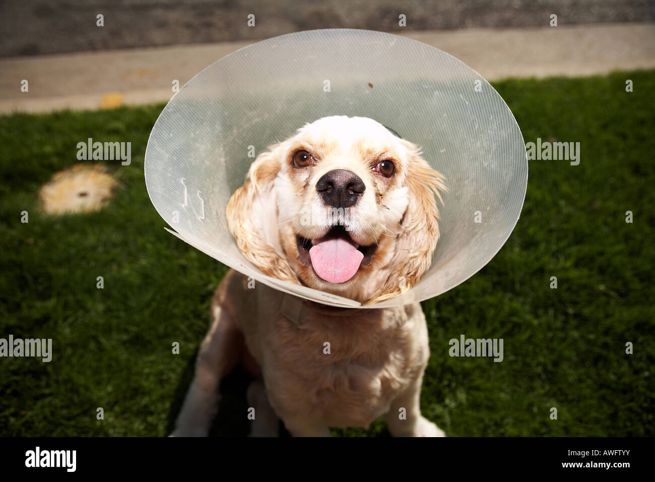 American Cocker Spaniel Surgery After Injury with Protective Cone Stock ...