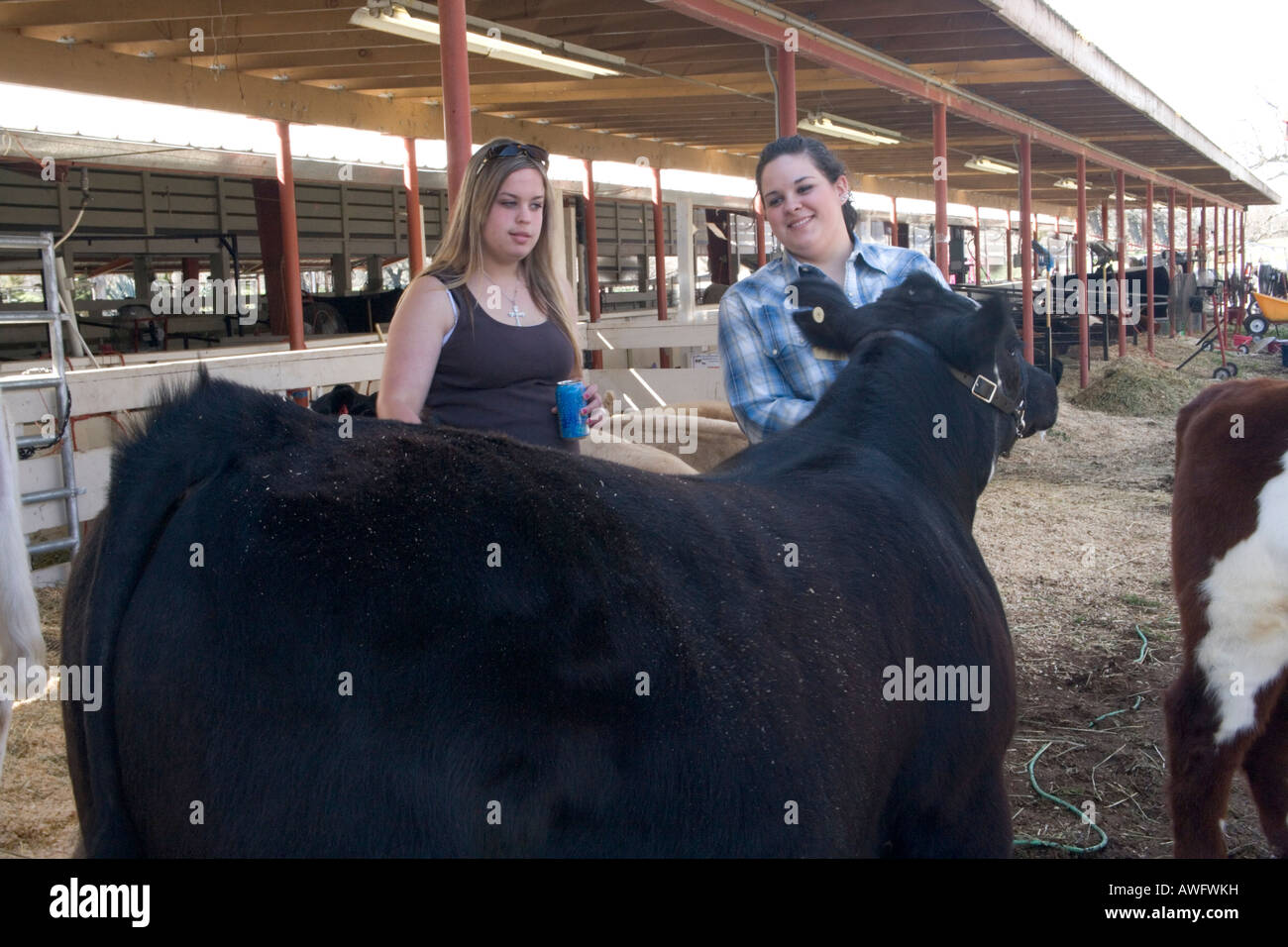 Two young women inspecting steer . Stock Photo