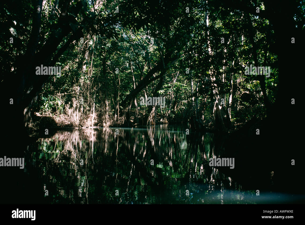 Indian river, near Portsmouth, Commonwealth of Dominica. Stock Photo