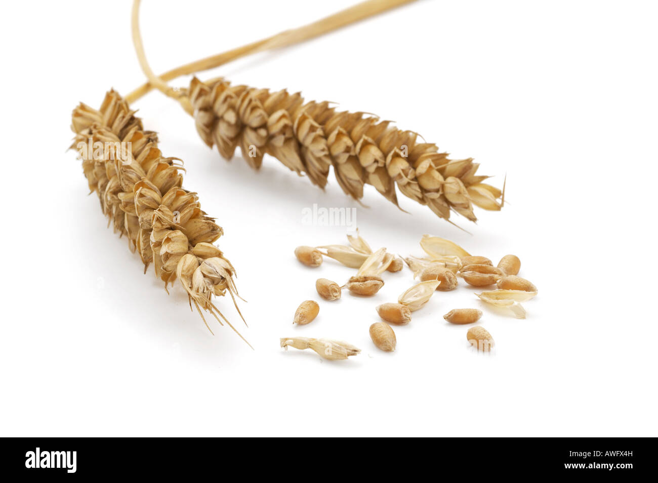 two ears of wheat with separate grains and chaff Stock Photo
