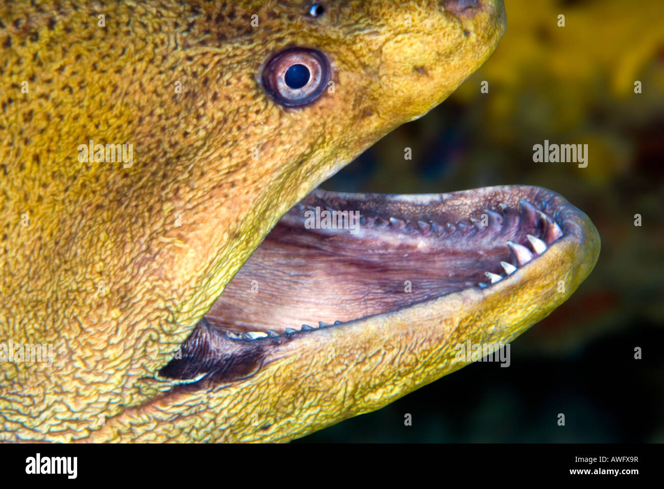 Moray Eel Glass Teeth At Leo Stonham Blog