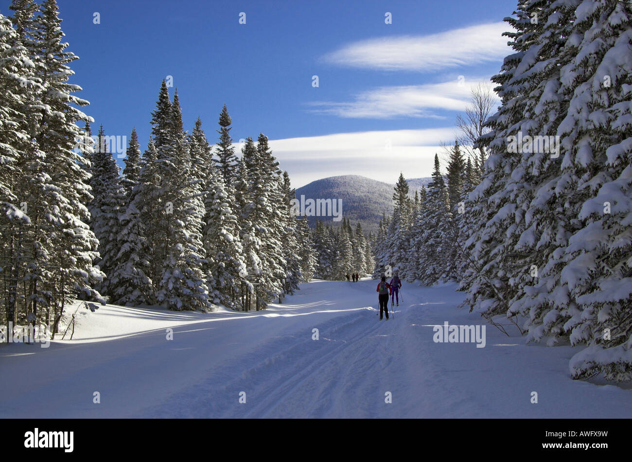 Cross country skiers in Quebec Stock Photo Alamy