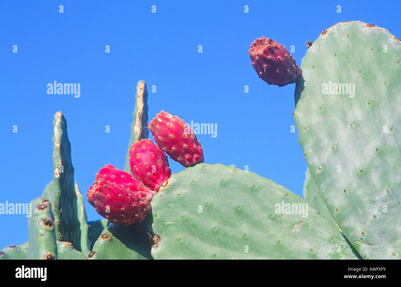 Prickly pear cactus fruit growing on plant Sicily Italy Stock Photo Alamy