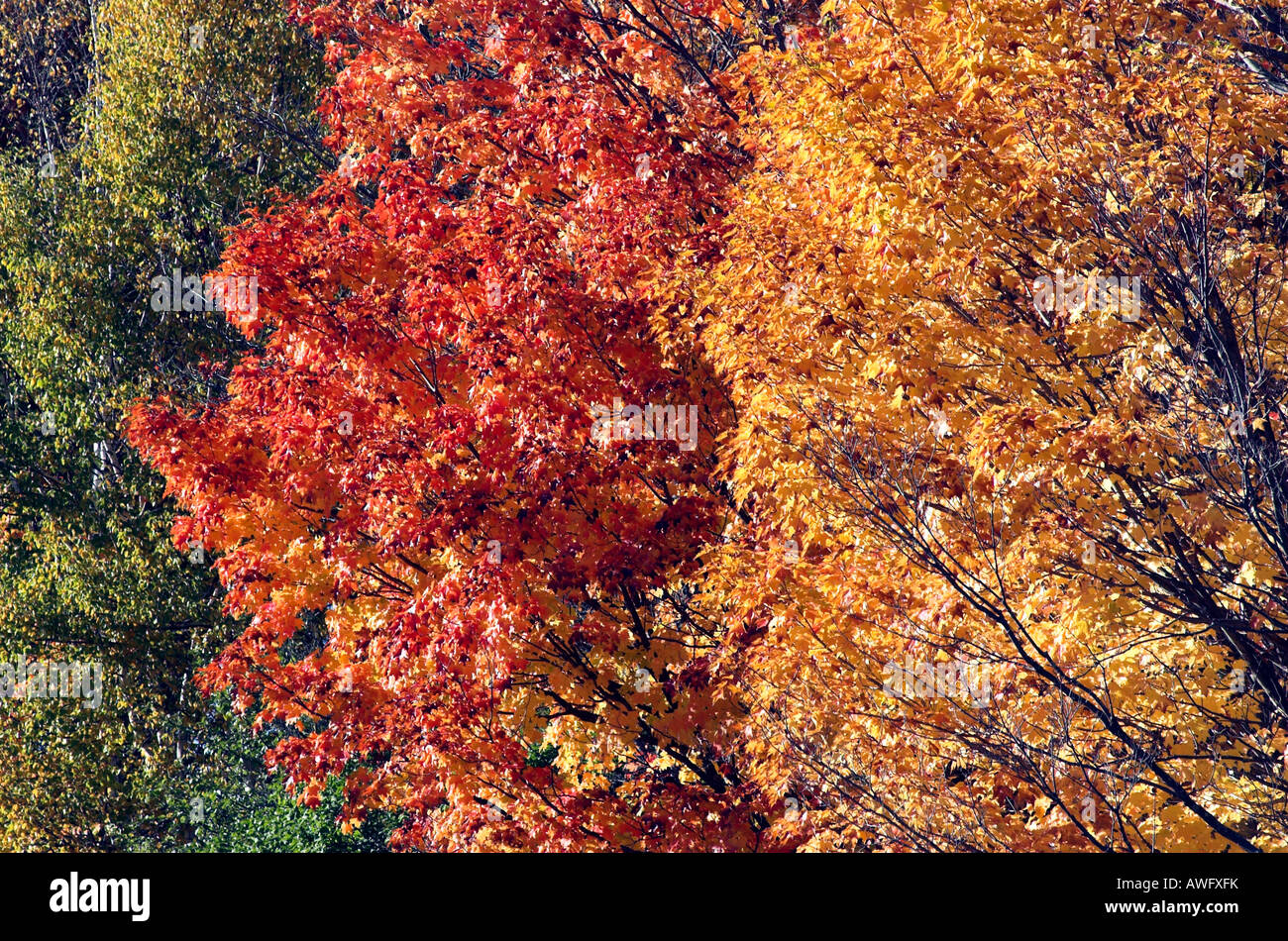 Bright yellow and red maple leaves at autumn Stock Photo