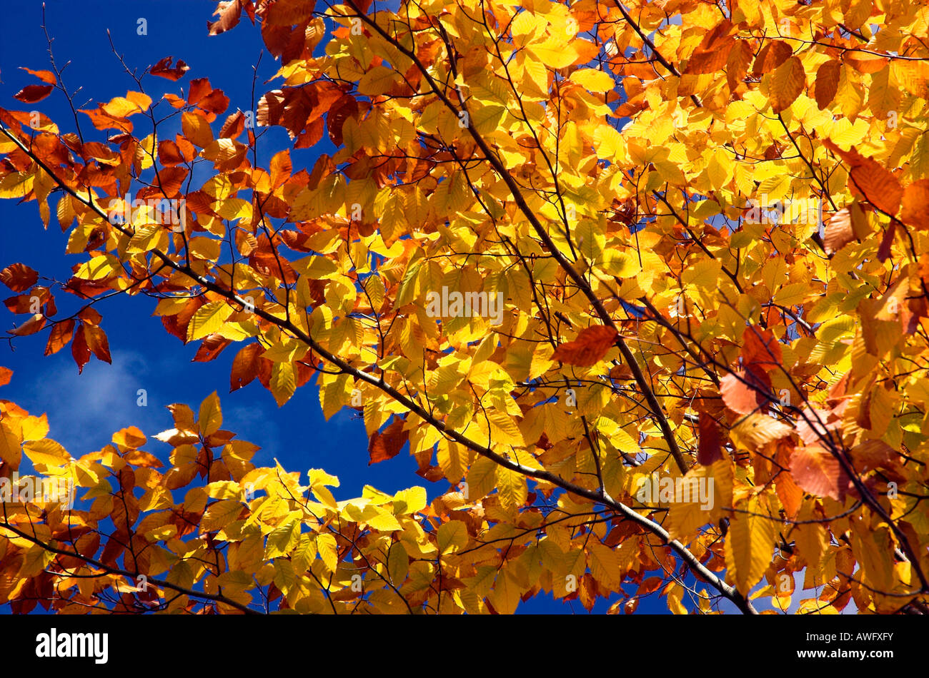 Leaves against bright blue sky hi-res stock photography and images - Alamy