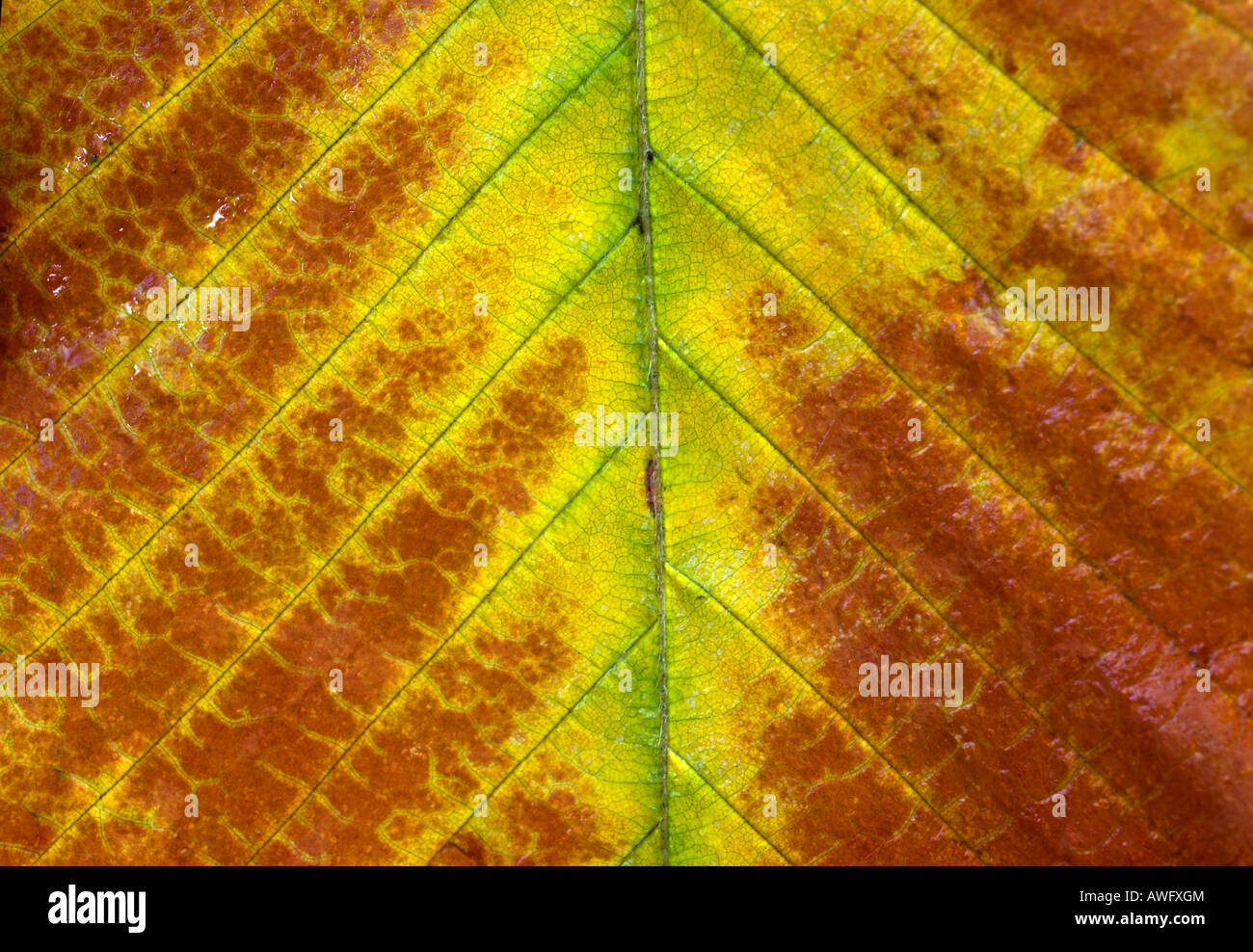 A close up of the centre of an autumn beech leaf Stock Photo