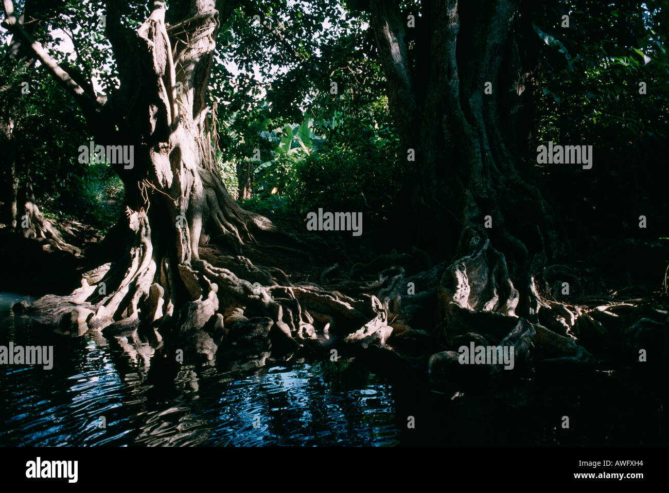 Indian river, near Portsmouth, Commonwealth of Dominica. Stock Photo