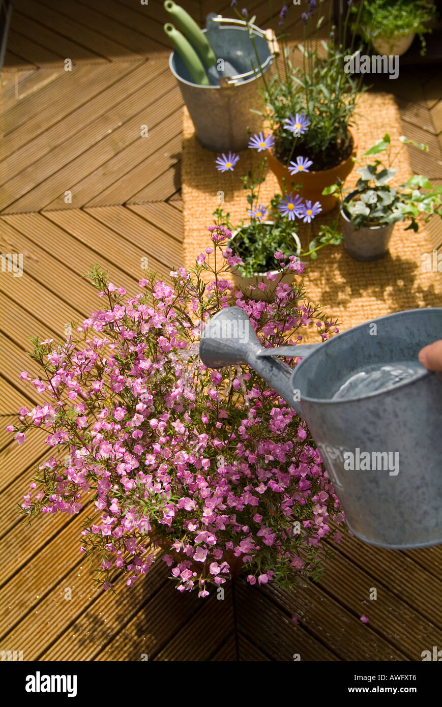 Watering flower plant Stock Photo