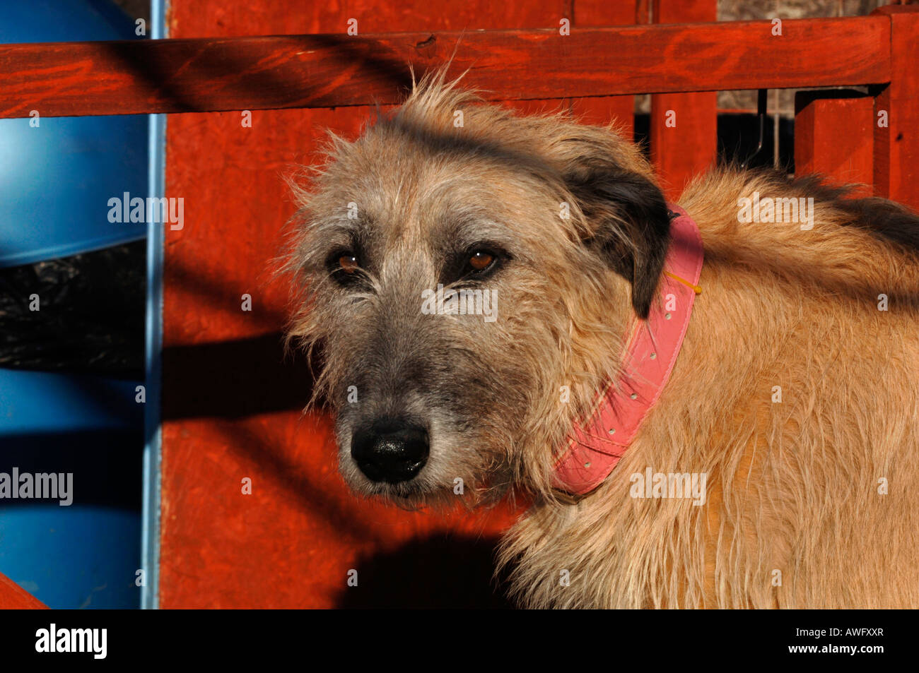 Portrait Of An Irish Wolfhound Dog. Stock Photo