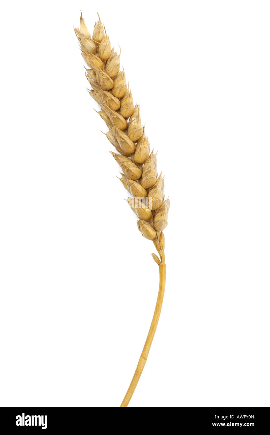 Ear of wheat cut out Stock Photo