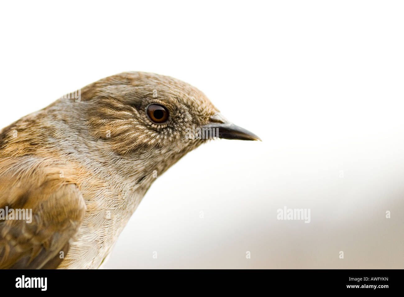 Dunnock Prunella modularis Stock Photo