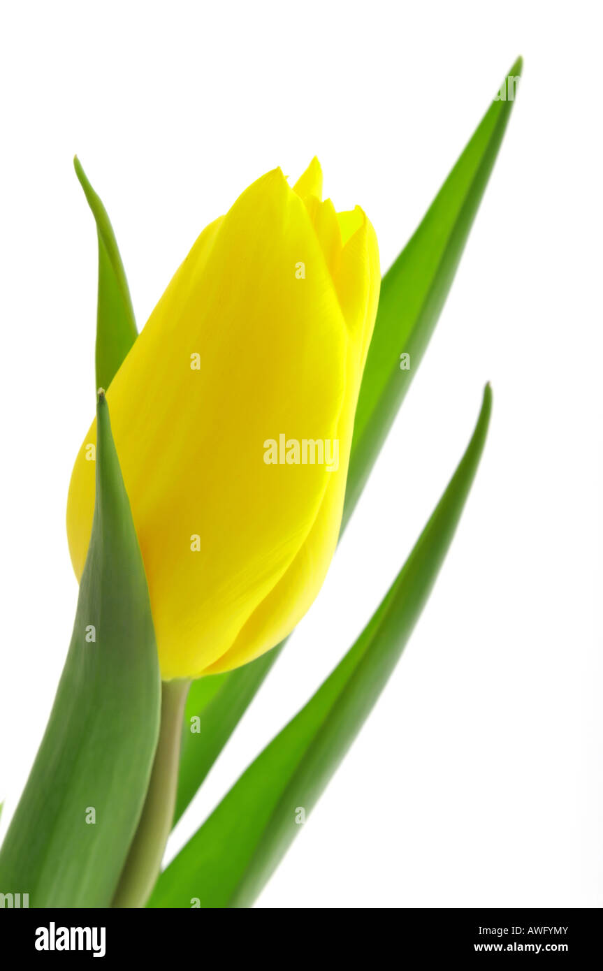 Nice yellow tulip with green leaf isolated white background Stock Photo ...