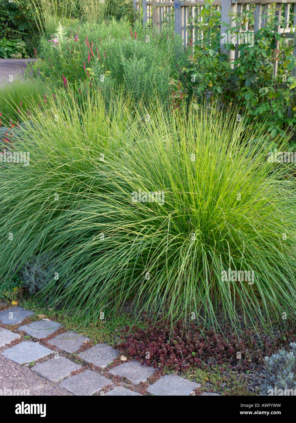 Perennial border with grasses Stock Photo