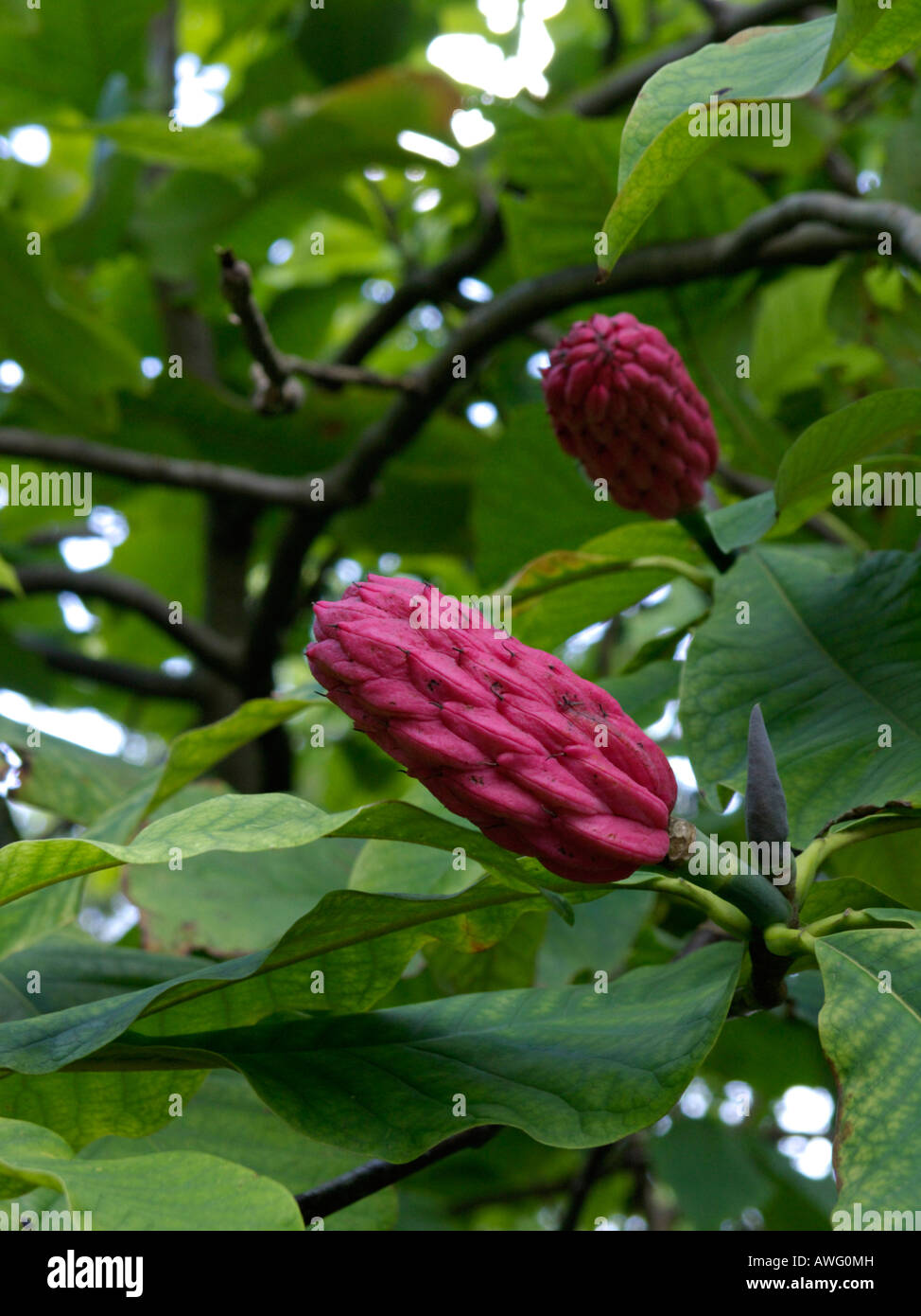 Umbrella magnolia (Magnolia tripetala Stock Photo Alamy