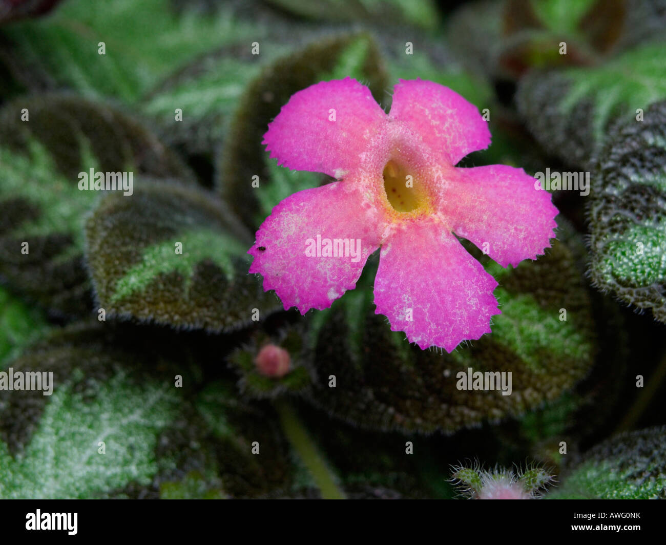 Flame violet (Episcia cupreata 'Pink Panther') Stock Photo