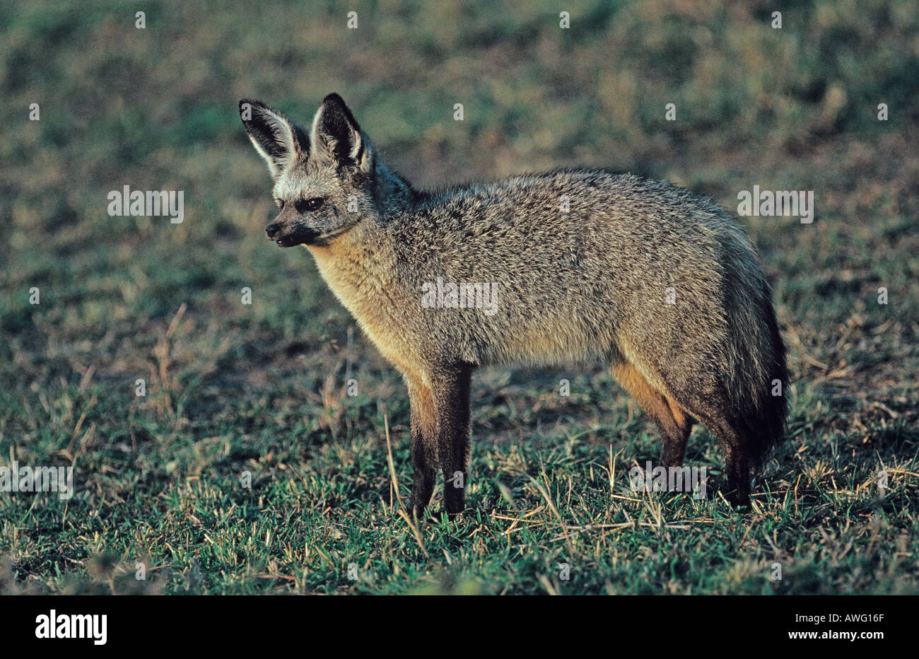 Bat-eared fox Otocyon megalotis Stock Photo - Alamy