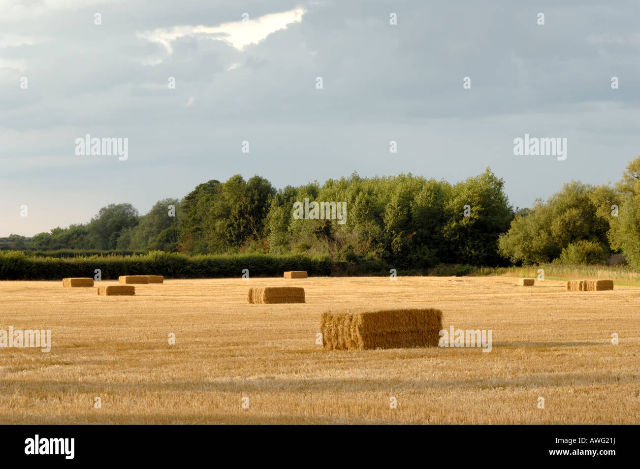 bales of barley straw in harvested field Stock Photo Alamy