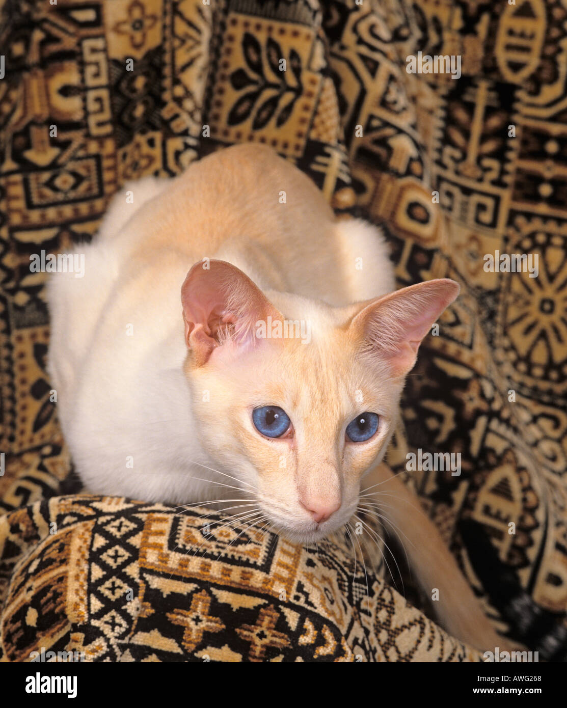 Oriental Ciinnaman Spotted Tabby Stock Photo