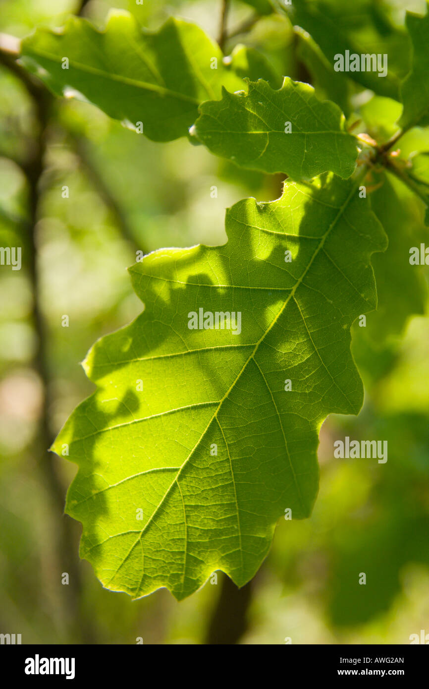 Quercus cerris (Scrub Oak) leaf Stock Photo Alamy