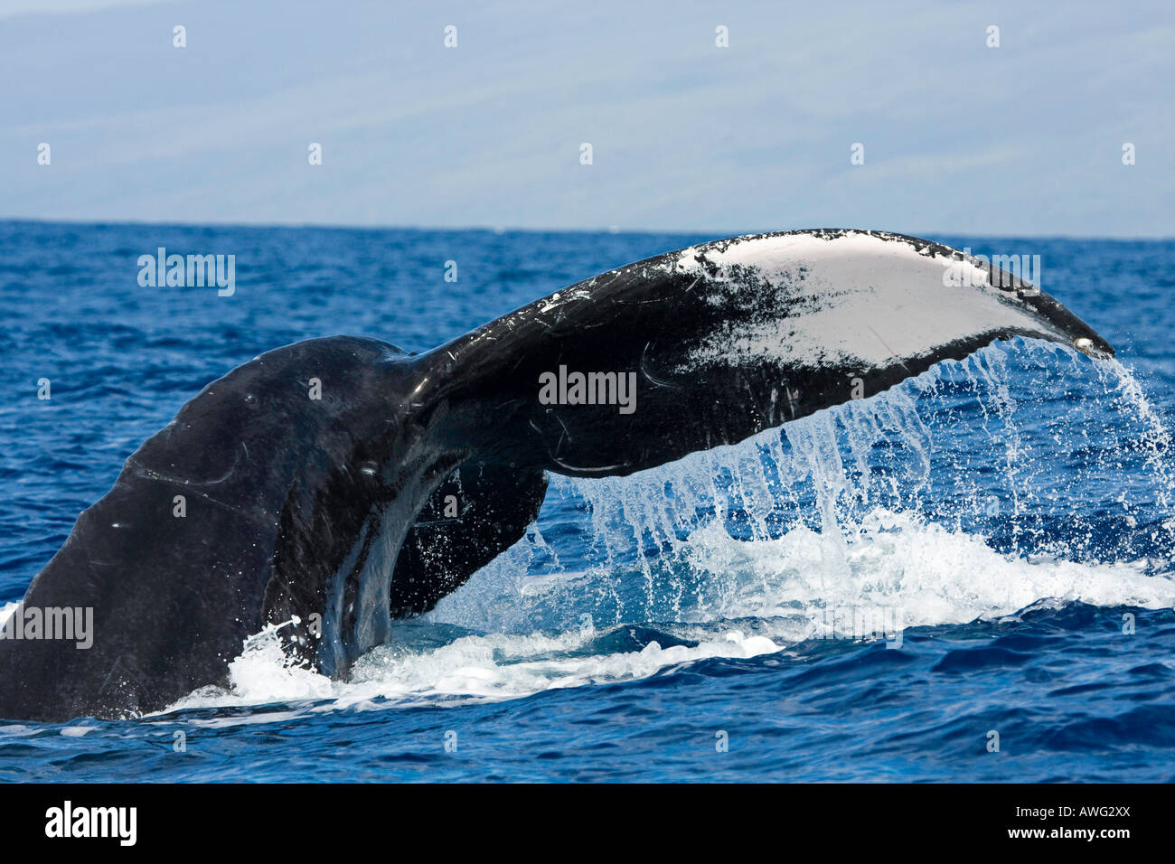 Humpback whale tail, Megaptera novaeangliae, Hawaii. Stock Photo