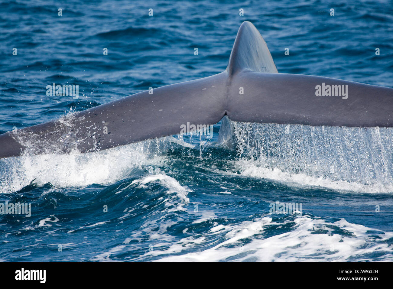 The tail of a blue whale, Balaenoptera musculus, off the coast of California, USA. Stock Photo