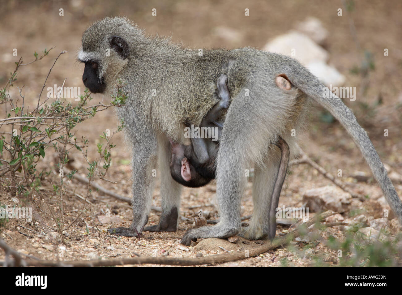 Vervet Monkey (Cercopithecus aethiops). Baby suckling while being ...