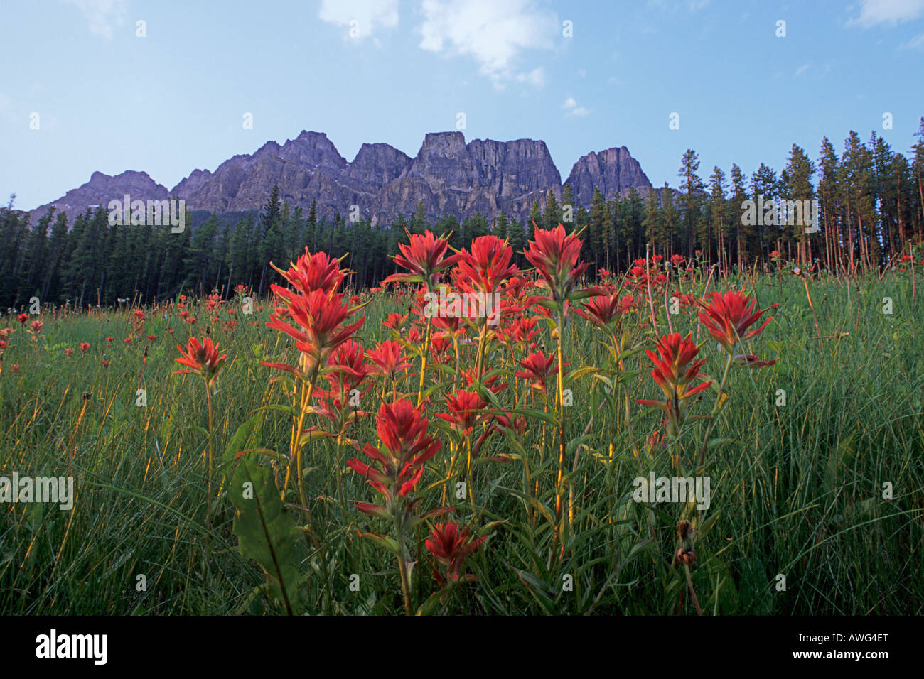 Paintbrush flowers Castle Mountain Banff National Park Alberta Canada