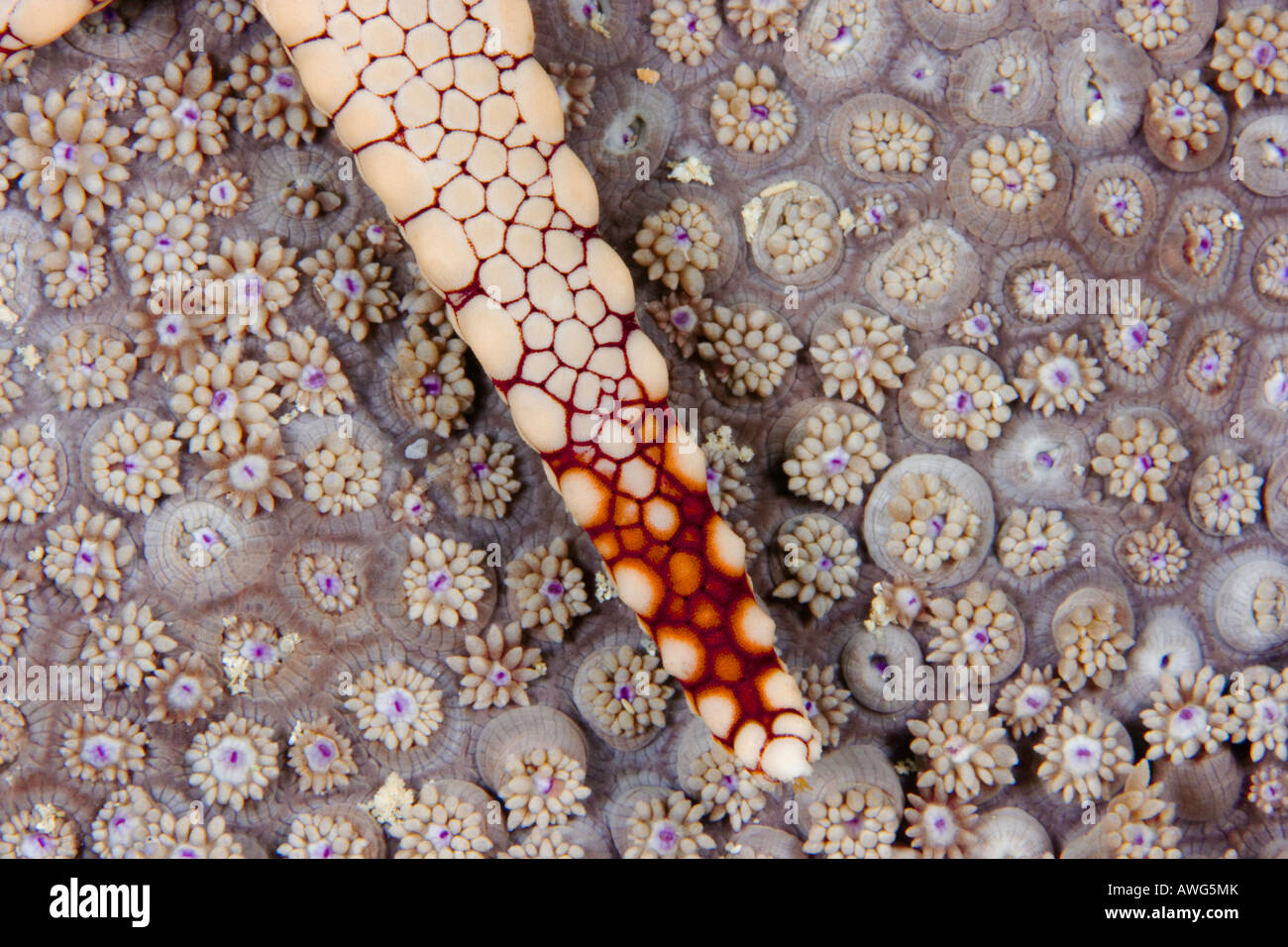 A necklace seastar, Fromia monilis, on coral polyps, Yap, Micronesia. Stock Photo