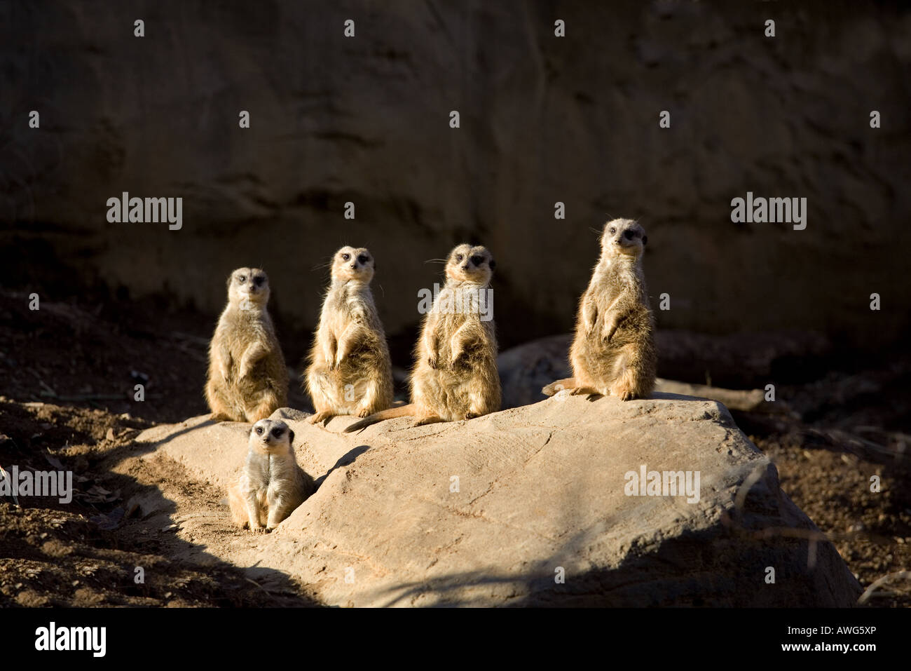 Meerkats, Nashville Zoo, Nashville, Tennessee Stock Photo