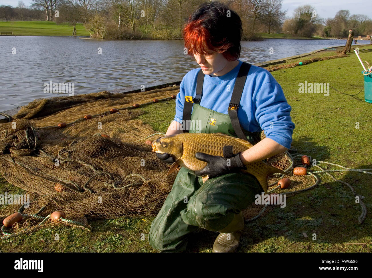 Fish Netting River Ver Lakes St Albans City Park Herts UK Winter Stock Photo Alamy