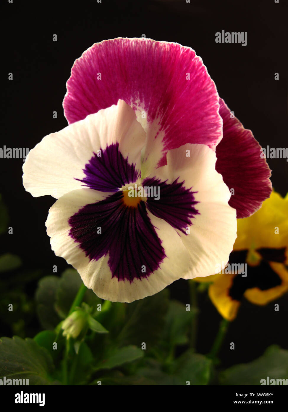 Viola tricolor, Heartsease close up Stock Photo
