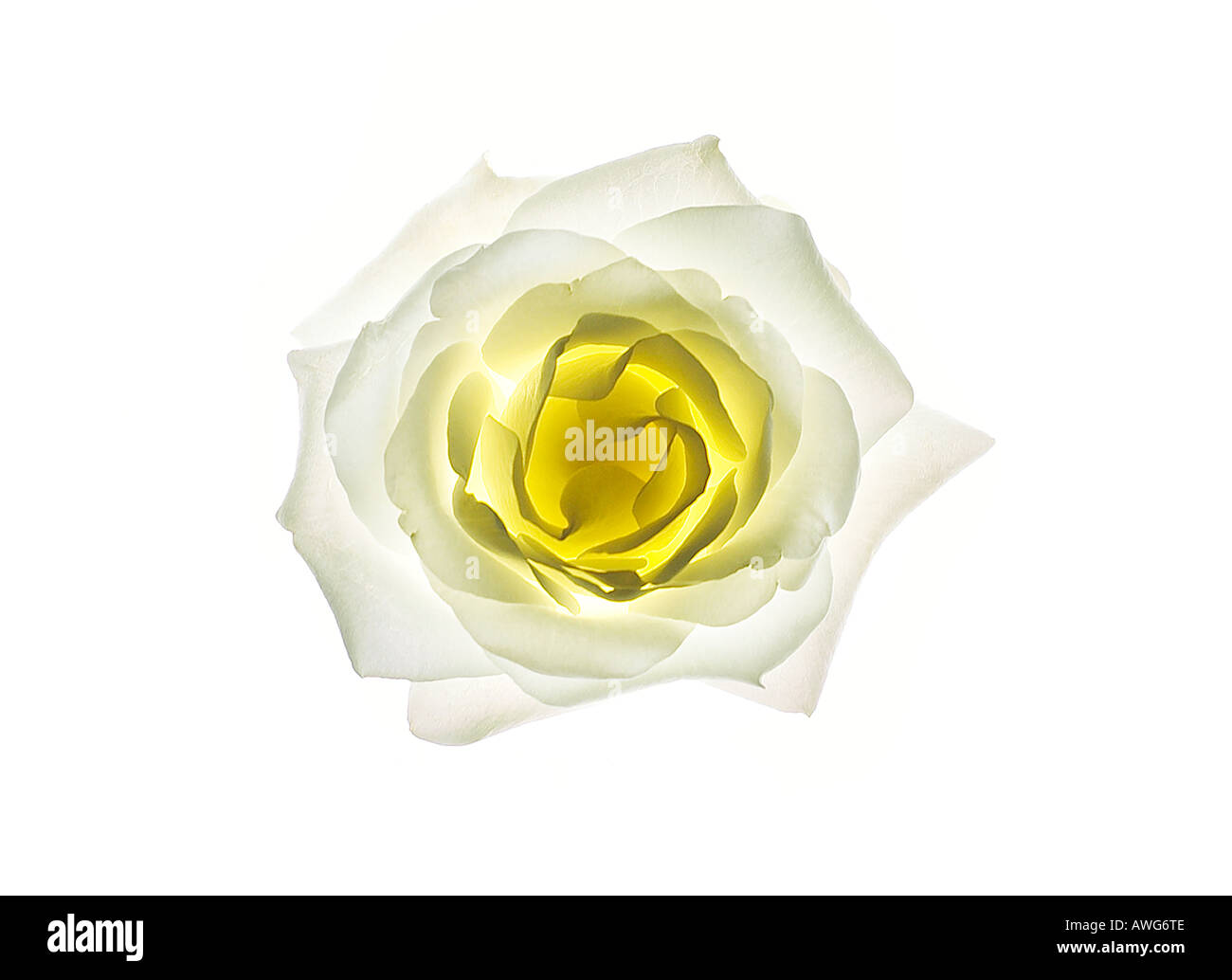 White rose yellow centre Cut Out Stock Images & Pictures Alamy