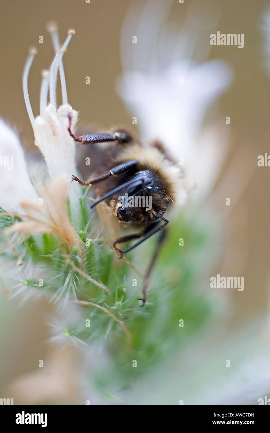 honey bee on a plant Stock Photo