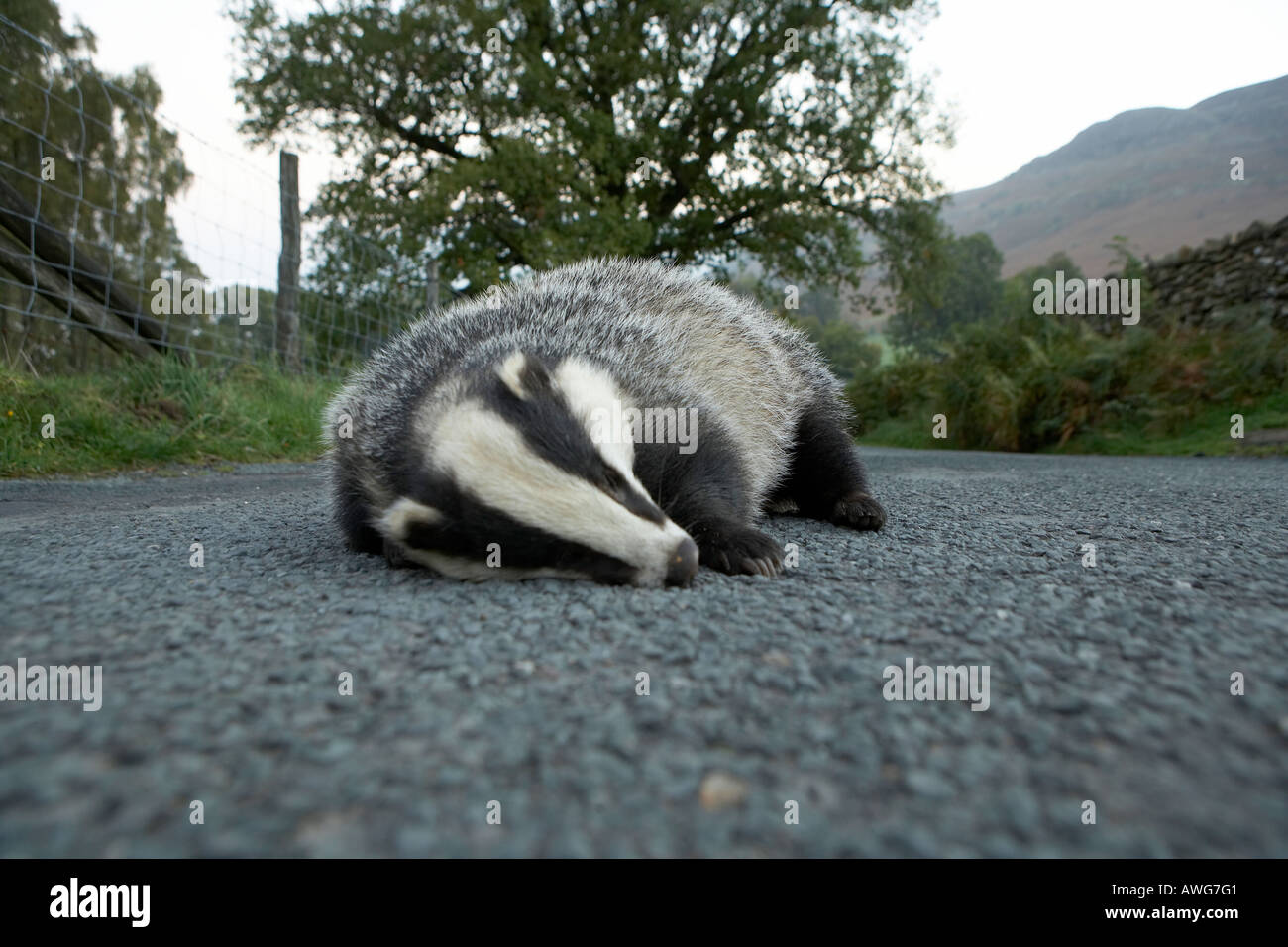 Badger killed by traffic lies in the road Lake District National Park