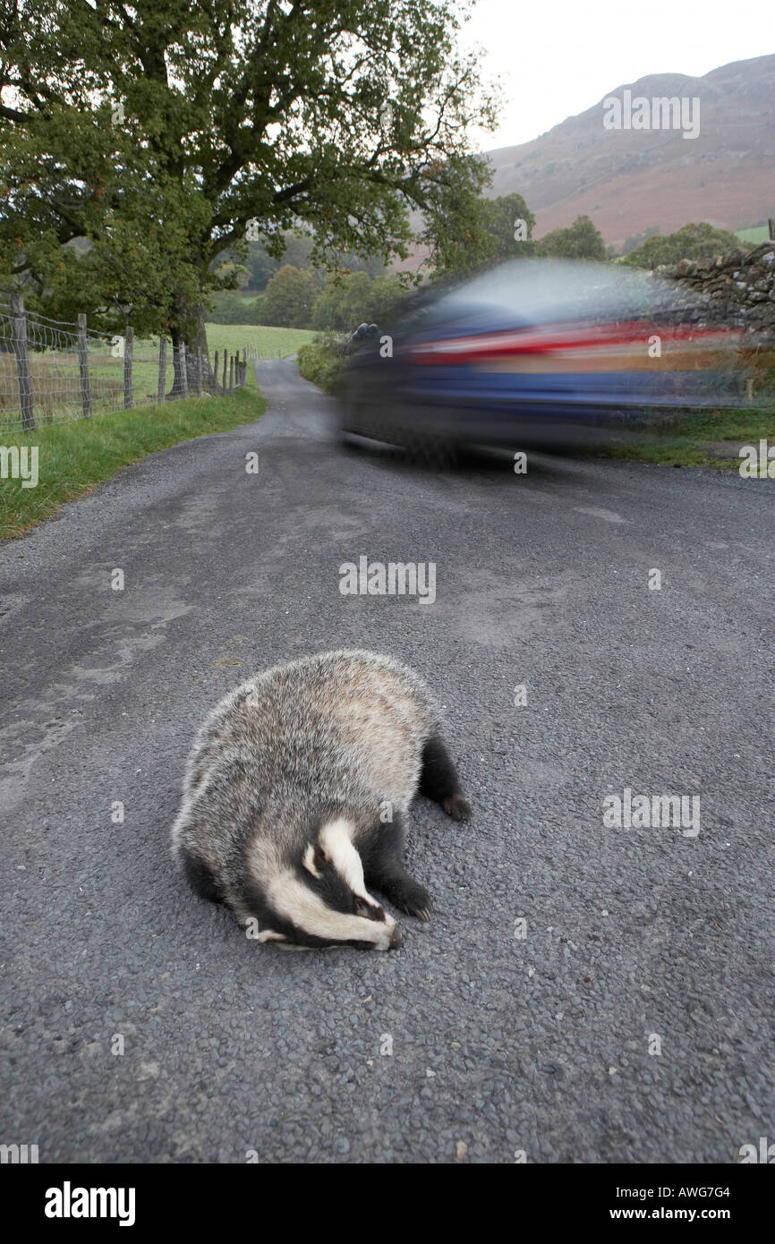 Badger killed by traffic lies in the road as a car drives past Lake