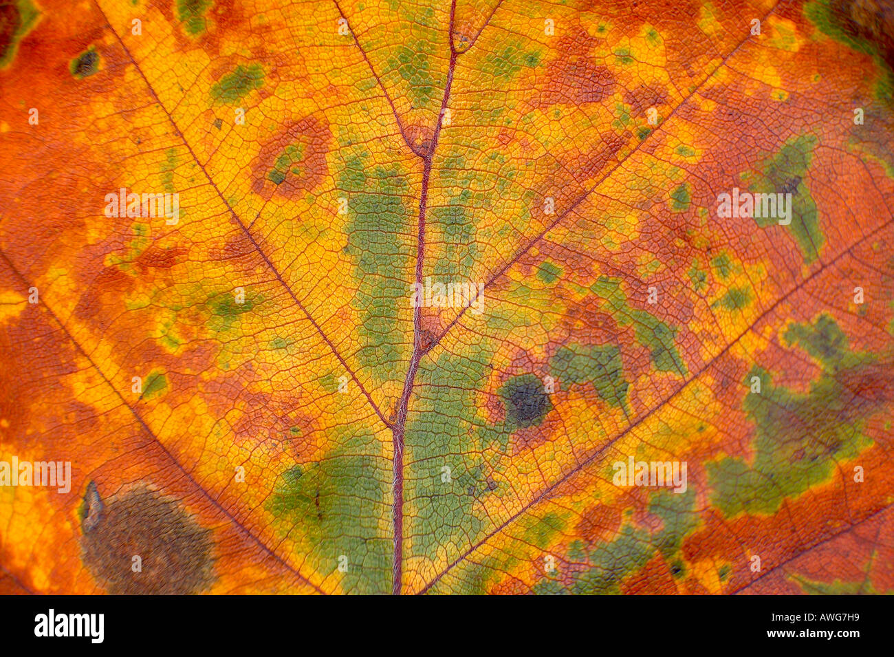 Vein structure leaf hi-res stock photography and images - Alamy