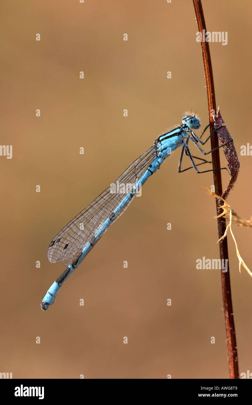 Common Blue Damselfly Stock Photo - Alamy