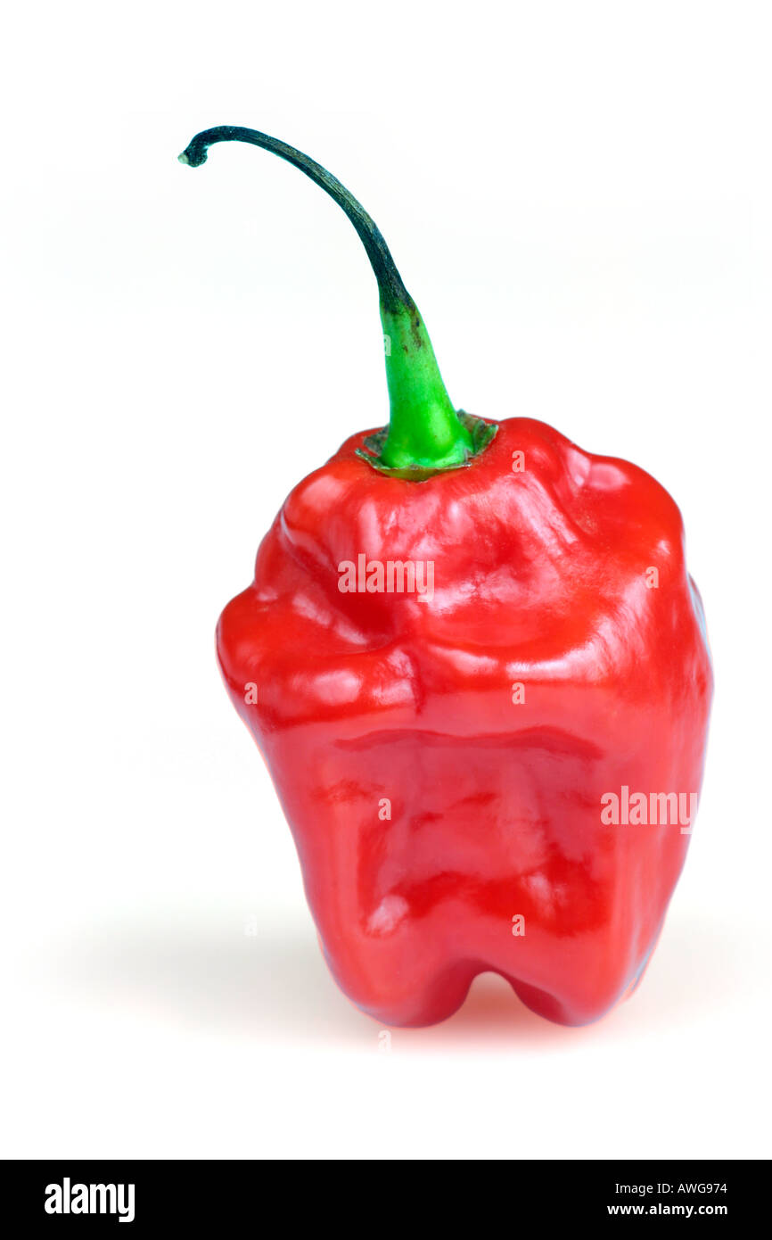 Habanero Chilli Pepper Stock Photo Alamy