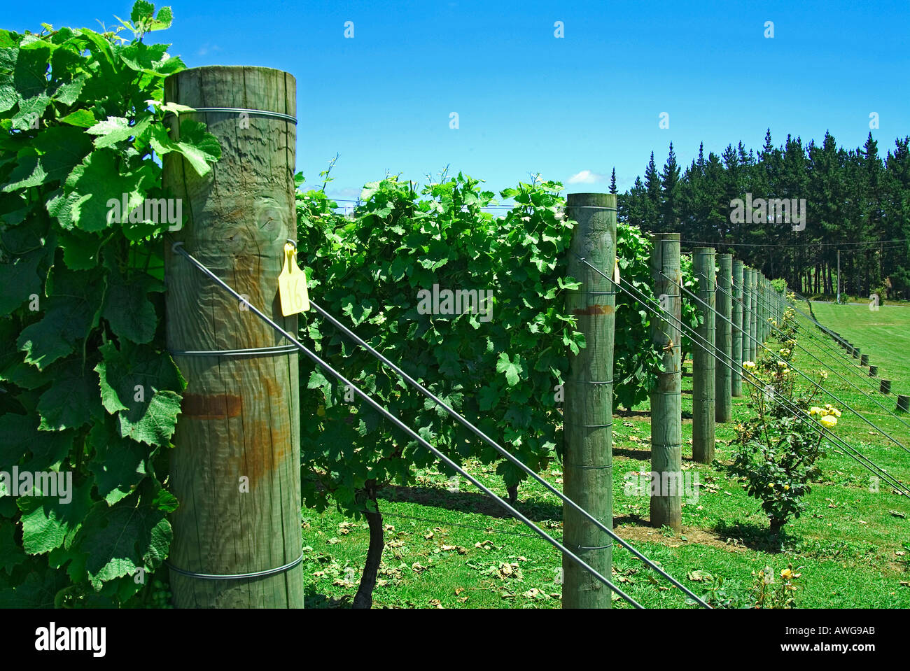 New Zealand wine vineyards at Makatana north of Auckland Stock Photo