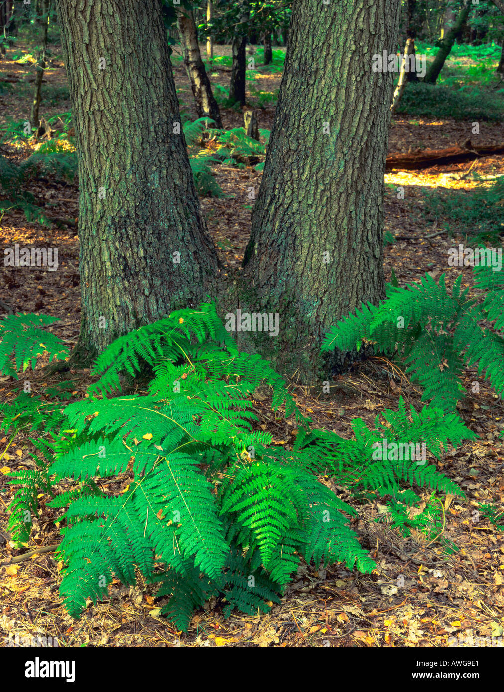 Tree Fork with Green Ferns at base in Hurtwood Surrey Hills Surrey England Europe Stock Photo