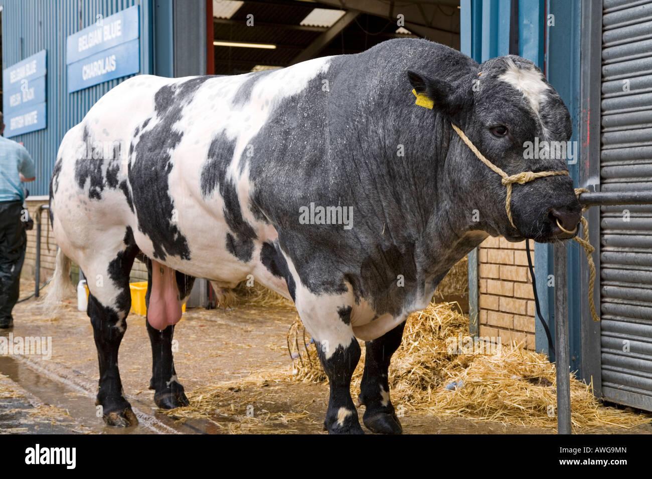 Belgian blue bull being washed down for show ring Stock Photo