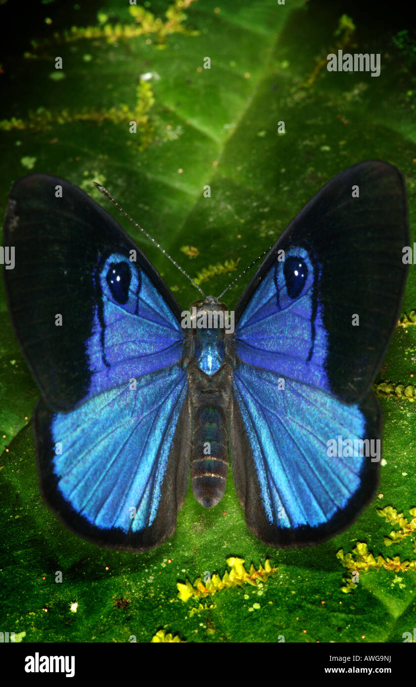 Blue butterfly in the rainforest near Cana, in the Darien national park, Darien province, Republic of Panama. Stock Photo