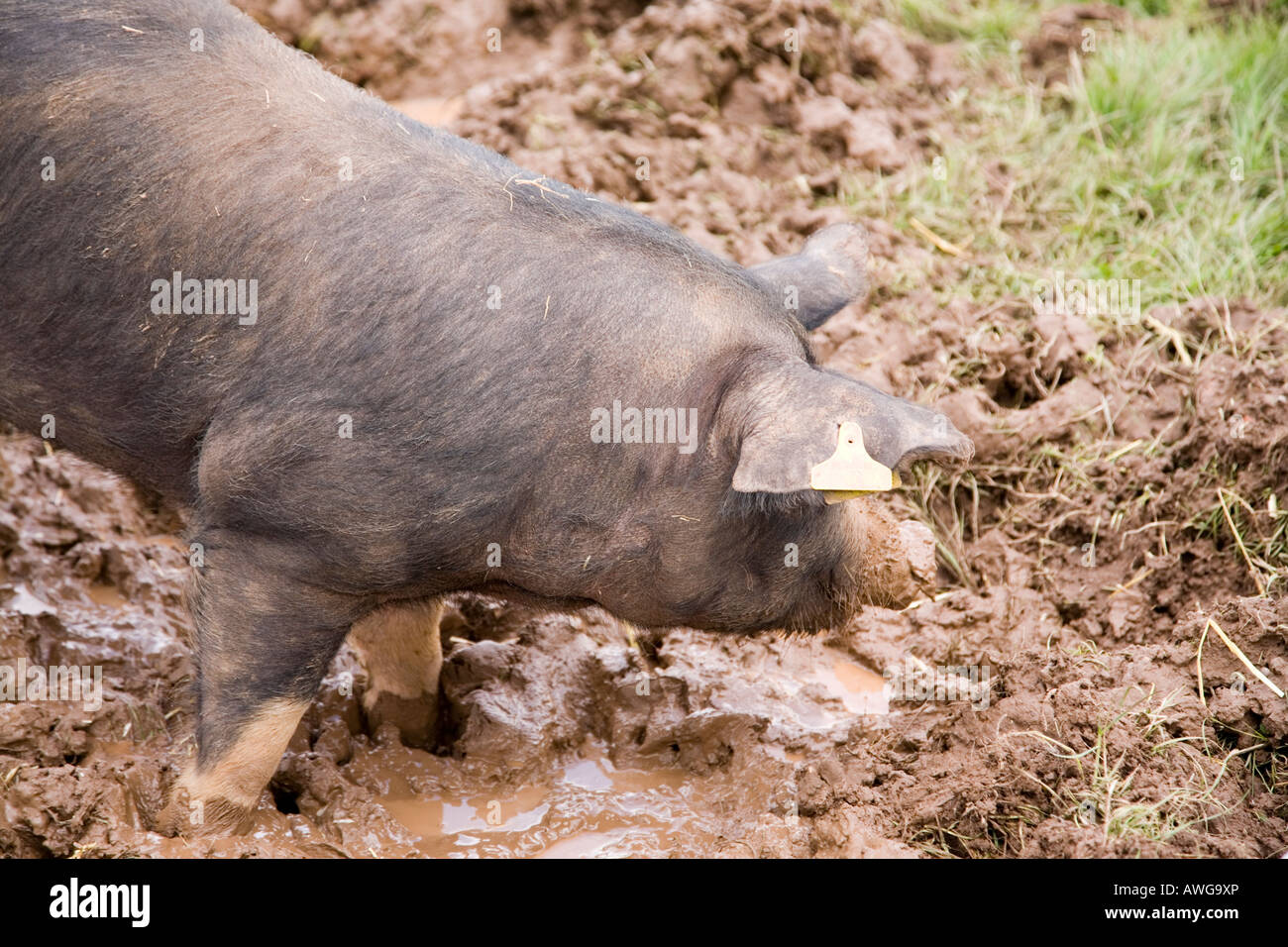 Berkshire pig in mud Stock Photo