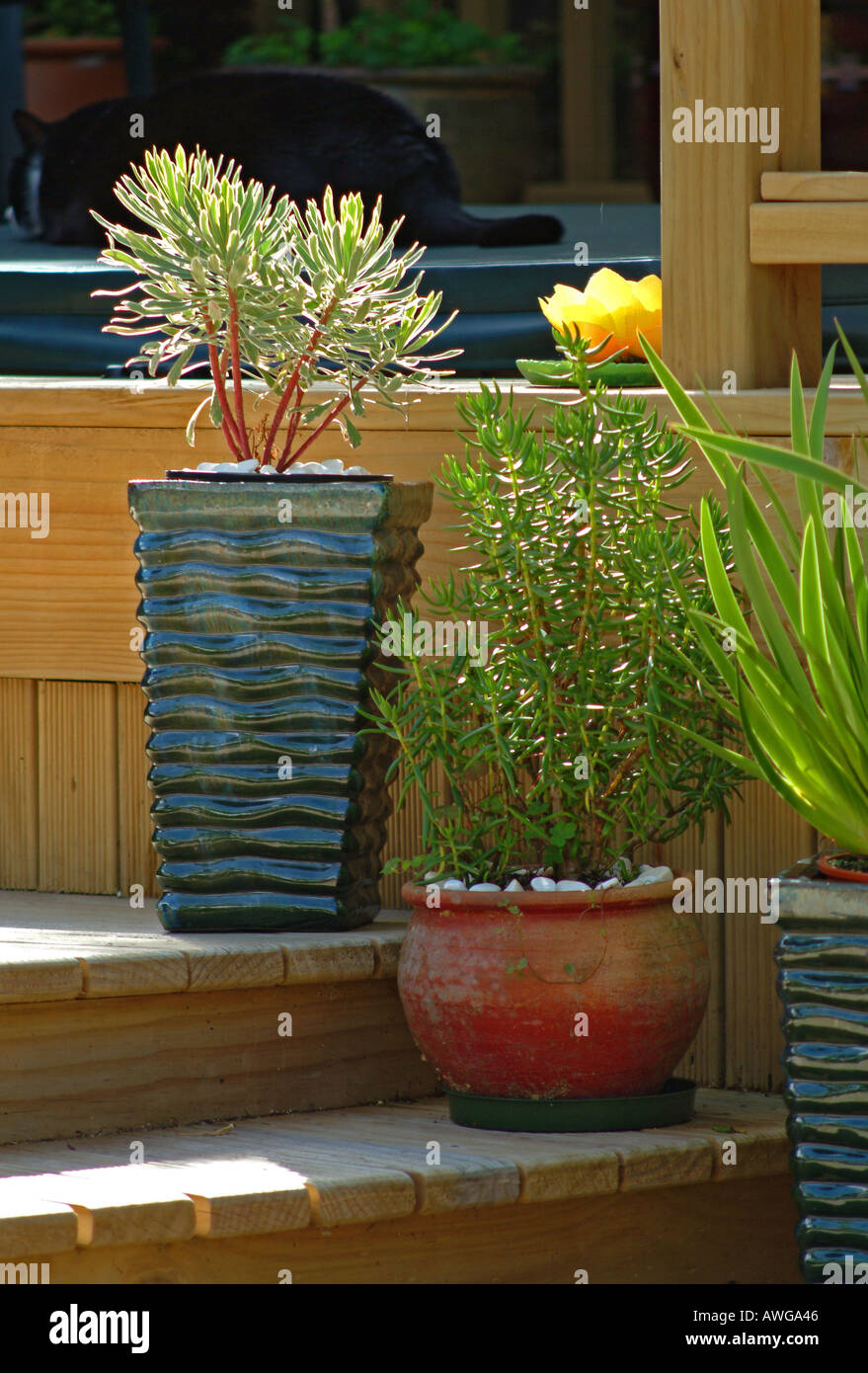 Garden pots on the steps in the late afternoon Auckland house New Zealand Stock Photo Alamy